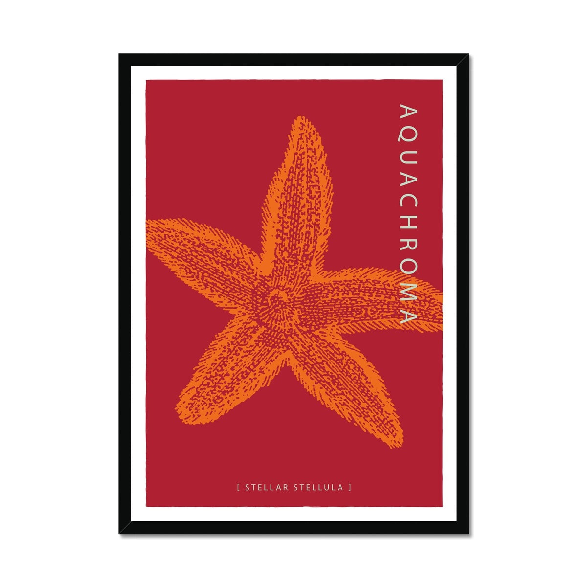 Vibrant orange Starfish on a dark red background with white border in a black wood frame.