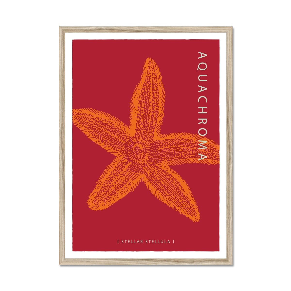 Vibrant orange Starfish on a dark red background with white border in a natural wood frame.