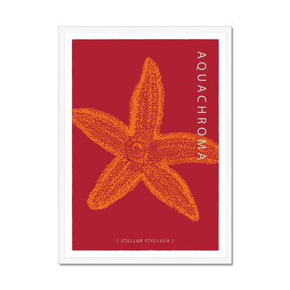 Vibrant orange Starfish on a dark red background with white border in a white wood frame.